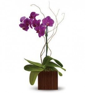 purple phalaenopsis orchid 
