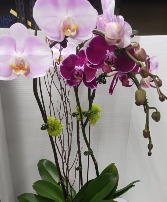 Purple Phalaenopsis PHALEONOPSIS ORCHID
