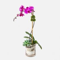 Purple Phalaenopsis & Succulent  Orchid plant