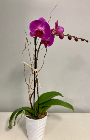 Purple Phalenopsis Orchid Flowering Plant