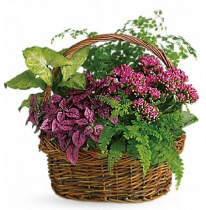 Purple plant basket Plant basket