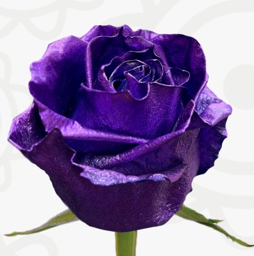 Purple Rain PRE ORDER A WEEK IN ADVANCE Dozen Rose Arrangement in Lexington, NC | RAE'S NORTH POINT FLORIST INC.