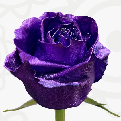 Purple Rain PRE ORDER A WEEK IN ADVANCE Dozen Rose Arrangement