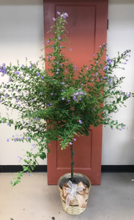 Purple Rain Tree Green Plant