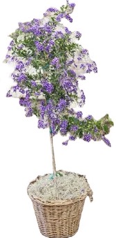 Duranta Tree ~ A Blooming Tribute To Mom  Purple Showers Houseplant / Tree