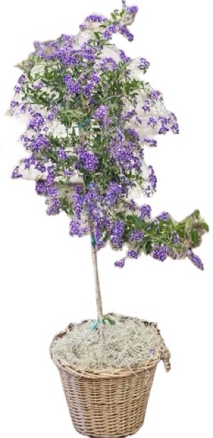 Duranta Tree ~ A Blooming Tribute To Mom  Purple Showers Houseplant / Tree