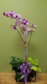 Purple Variegated Orchid Plant
