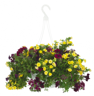 12" Assorted Summer  Mixed Annual Basket Jumbo Flowering Hanging Basket