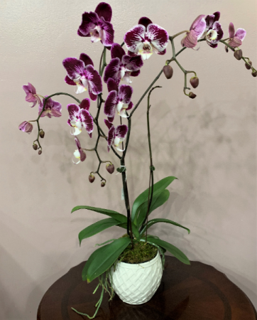 Purple Zebra Phalaenopsis Orchid 