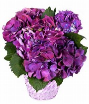 Purple/Blue Hydrangea Plant