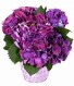 Purple/Blue Hydrangea Plant 