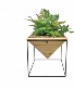 Pyramid with stand Plant