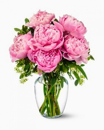 ~TINY PLEASURES~ Gorgeous Peonies !! Sarah Bernhardt Peonies