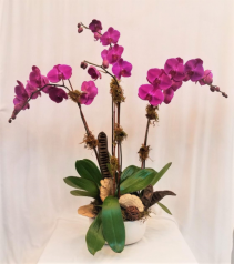 Quad Orchid  Plant