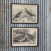 Quail Framed Prints Gifts