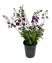 Quart Annuals  