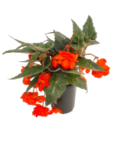 Quart Shade Annuals 