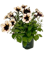 Quart Sun Annuals 