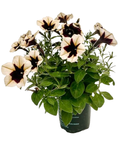 Quart Sun Annuals 