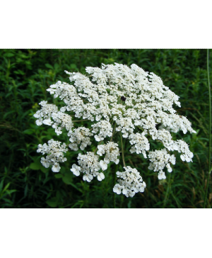 Queen Annes Lace Starting at $24.99 per bunch