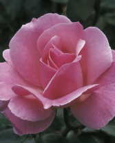 Queen Elizabeth 5 gallon - Grandiflora