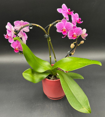 Queen of Hearts Orchid Plant in Saskatoon, SK | QUINN & KIM'S FLOWERS