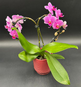 Queen of Hearts Orchid Plant
