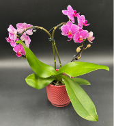 Queen of Hearts Orchid Plant