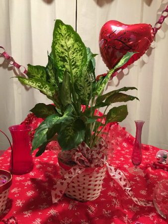queen of hearts plant 6 in green plant with mylar in red container in Renton, WA | Alicia's Wonderland II queen of hearts plant 6 in green plant with mylar in red container in Renton, WA | Alicia's Wonderland II