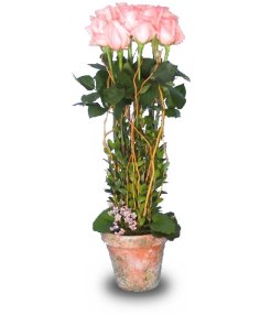 ROSE GARDEN TOPIARY Pale Peach or Pink Roses 