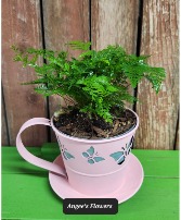 Rabbit's Foot Fern - Pink Green Plant