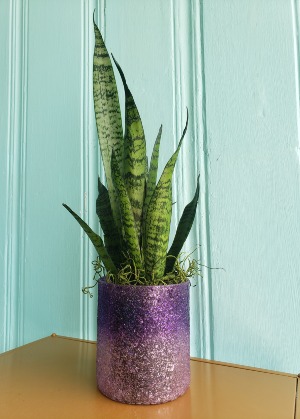 RADIANCE AND ZEN PLANT