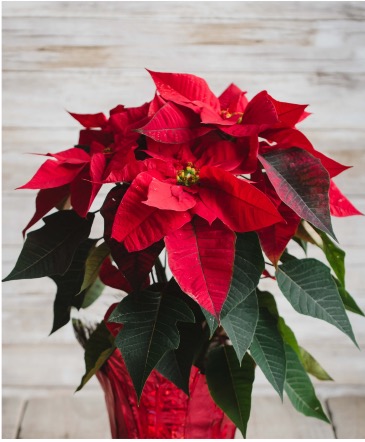Radiant Poinsettia  Beautifully Handwrapped  in Chehalis, WA | BENNY'S FLORIST & GREENHOUSE