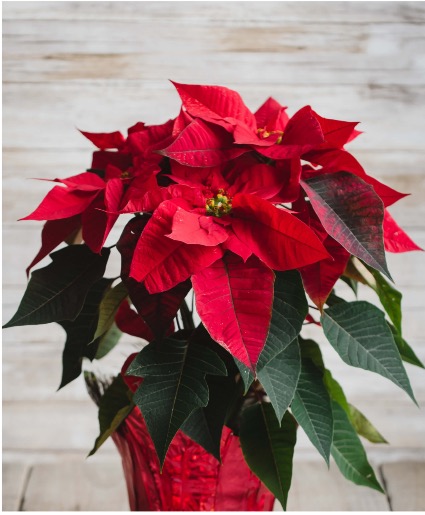 Radiant Poinsettia  Beautifully Handwrapped 