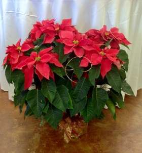 RADIANT POINSETTIA  Blooming Plant