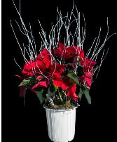 Radiant Poinsettia  Blooming Plant