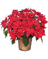 Radiant Poinsettia  Blooming Plant