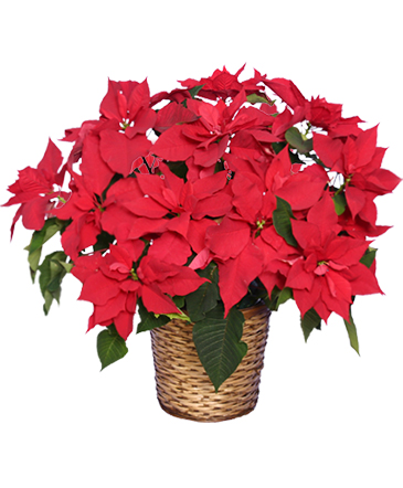 Radiant Poinsettia  Blooming Plant in Mckinney, TX | Franklin's Flowers
