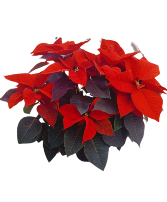 Radiant Red Poinsettia Blooming Plant