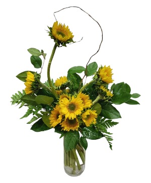 Radiant Sunshine 12 Sunflowers