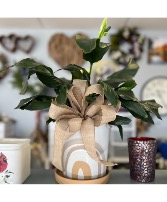 Rainbow Potted Peace Lily Houseplant