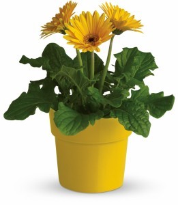 Rainbow Rays Potted T95