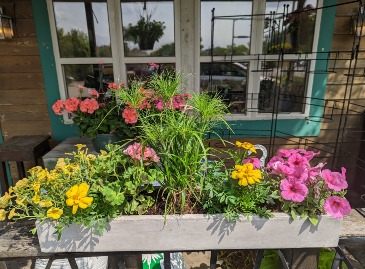Rainbow Road Annual Planter in Iowa City, IA | Every Bloomin' Thing Rainbow Road Annual Planter in Iowa City, IA | Every Bloomin' Thing