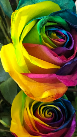Rainbow Roses 