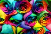Rainbow Rose Bouquet