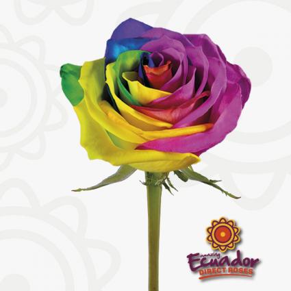 Rainbow Roses 12 Roses
