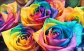 Rainbow Roses In Stock!!!