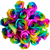 Rainbow ❤️  Roses