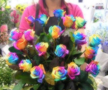 Rainbow roses One dozen