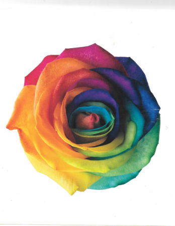 Rainbow Roses 1 dozen Rainbow Roses